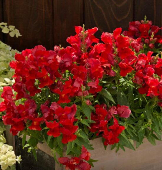 Zemā lauvmutīte 'Floral Showers Scarlet'